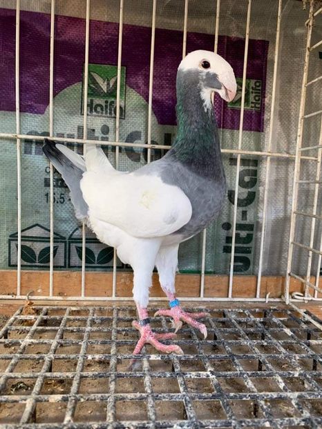 received_2133624673373535 - Achiziti pt 2019