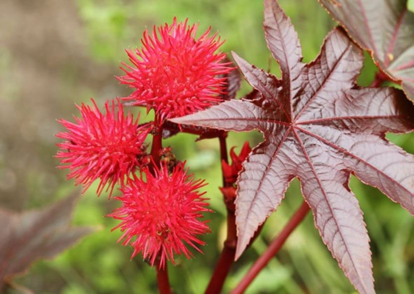 plante-otravitoare-caini-pisici - PLANTE OTRAVITOARE