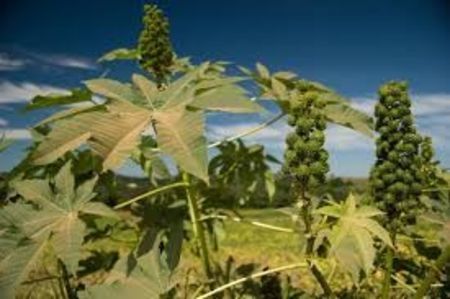 RICIN - PLANTE OTRAVITOARE
