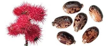 RICIN - PLANTE OTRAVITOARE