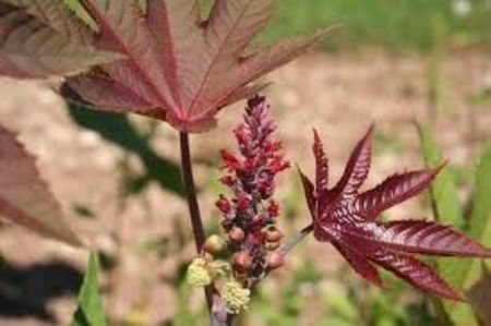 RICIN - PLANTE OTRAVITOARE
