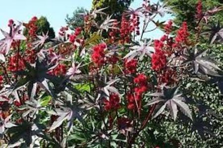 RICIN - PLANTE OTRAVITOARE