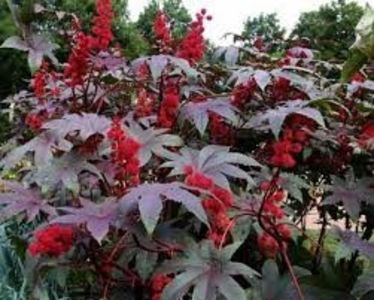 RICIN - PLANTE OTRAVITOARE