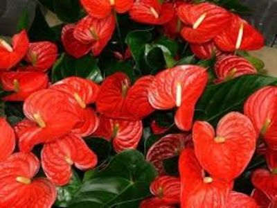 FLAMINGO - PLANTE OTRAVITOARE