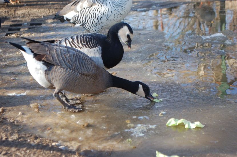  - Gaste Canadiene pitice -Branta canadensis minima