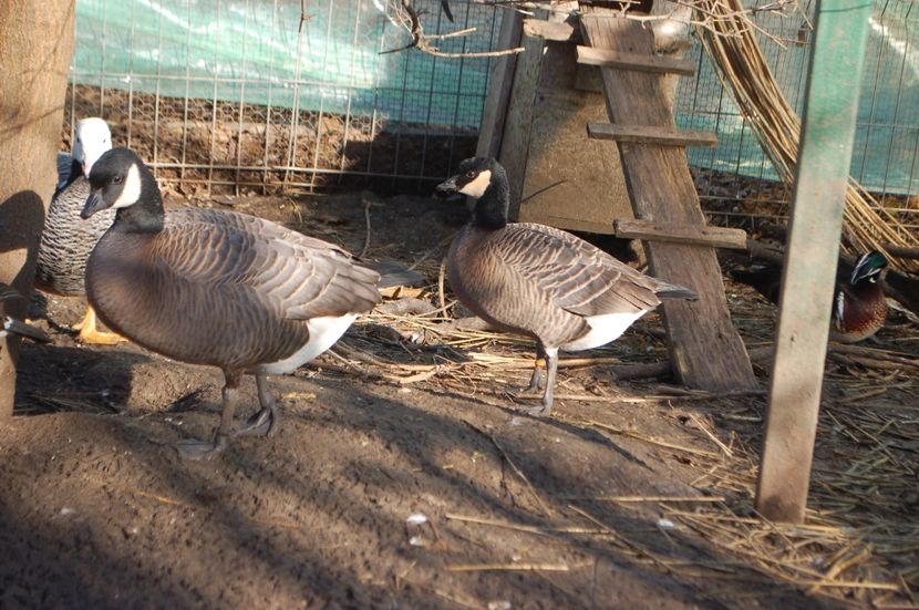  - Gaste Canadiene pitice -Branta canadensis minima