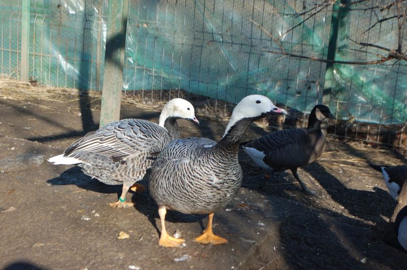  - Gaste Imperiale - Anser canagica