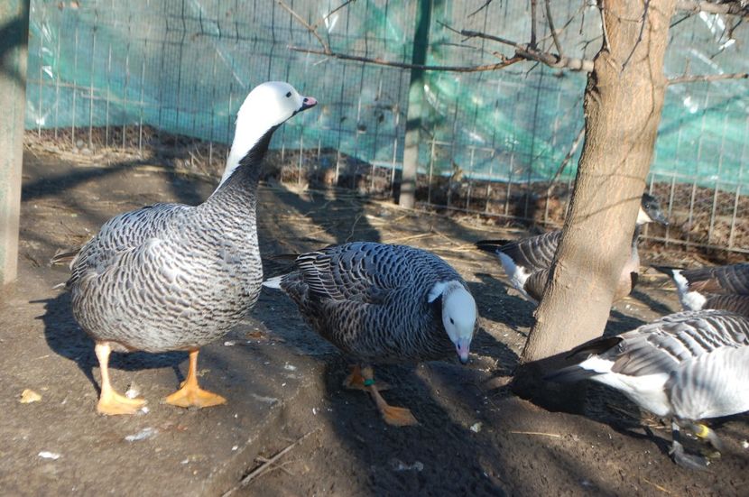  - Gaste Imperiale - Anser canagica