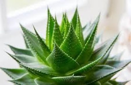 ALOE VERA - TIPURI DE PLANTE CARE PURIFICA AERUL DIN CASA