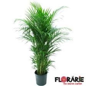 PALMIERUL ARECA - TIPURI DE PLANTE CARE PURIFICA AERUL DIN CASA