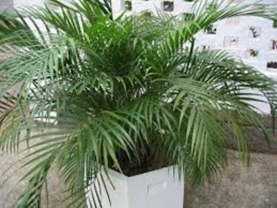 PALMIERUL ARECA - TIPURI DE PLANTE CARE PURIFICA AERUL DIN CASA