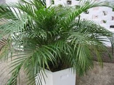 PALMIERUL ARECA - TIPURI DE PLANTE CARE PURIFICA AERUL DIN CASA