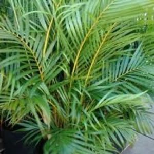 PALMIERUL ARECA - TIPURI DE PLANTE CARE PURIFICA AERUL DIN CASA