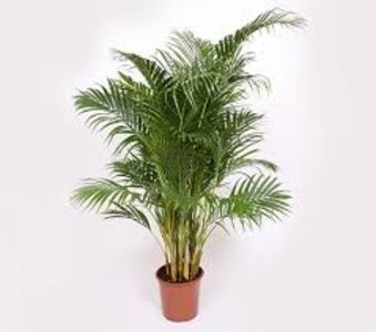 PALMIERUL ARECA - TIPURI DE PLANTE CARE PURIFICA AERUL DIN CASA