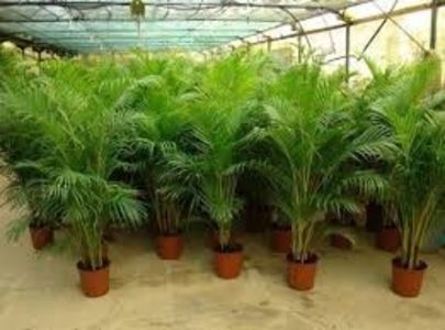 PALMIERUL ARECA - TIPURI DE PLANTE CARE PURIFICA AERUL DIN CASA