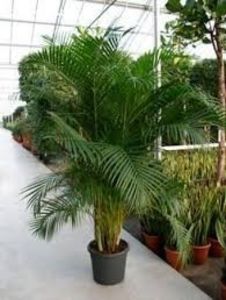 PALMIERUL ARECA - TIPURI DE PLANTE CARE PURIFICA AERUL DIN CASA