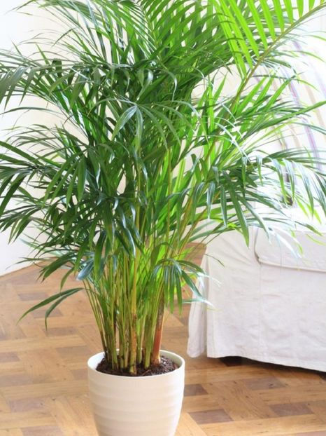 PALMIERUL ARECA - TIPURI DE PLANTE CARE PURIFICA AERUL DIN CASA