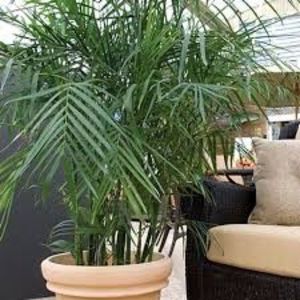 Palmierul de bambus sau Palmierul pieptene - TIPURI DE PLANTE CARE PURIFICA AERUL DIN CASA