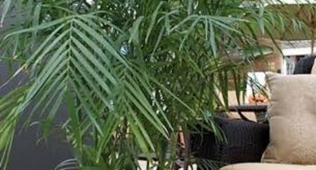 Palmierul de bambus sau Palmierul pieptene - TIPURI DE PLANTE CARE PURIFICA AERUL DIN CASA