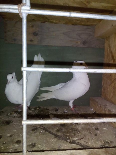  - alba zb de beolgrad