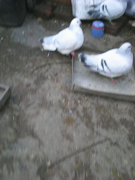 Photo1626 - Standard diverse culori