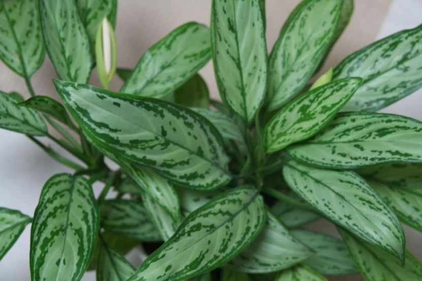 Arbustul veșnic verde chinezesc - TIPURI DE PLANTE CARE PURIFICA AERUL DIN CASA