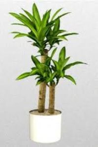 DRACAENA FRAGRANCE - TIPURI DE PLANTE CARE PURIFICA AERUL DIN CASA