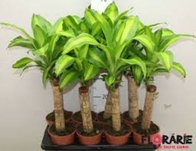 DRACAENA FRAGRANCE - TIPURI DE PLANTE CARE PURIFICA AERUL DIN CASA