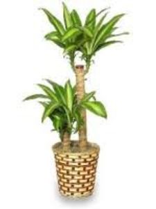 DRACAENA FRAGRANCE - TIPURI DE PLANTE CARE PURIFICA AERUL DIN CASA