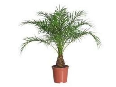 Curmalul pitic - TIPURI DE PLANTE CARE PURIFICA AERUL DIN CASA
