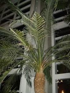 Curmalul pitic/ - TIPURI DE PLANTE CARE PURIFICA AERUL DIN CASA