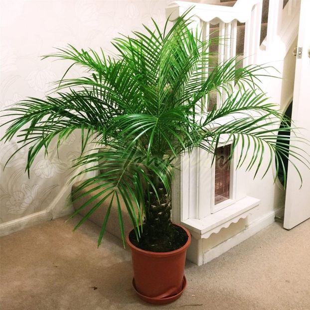 Curmalul pitic/ - TIPURI DE PLANTE CARE PURIFICA AERUL DIN CASA