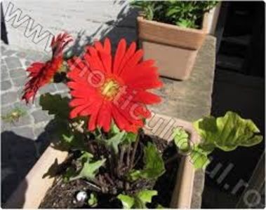 GERBERA - TIPURI DE PLANTE CARE PURIFICA AERUL DIN CASA