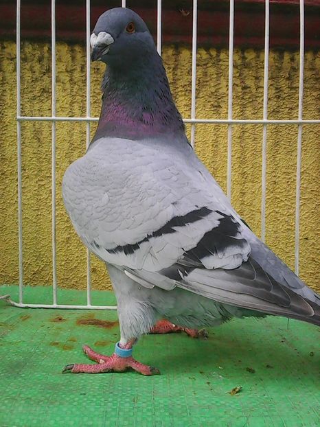 Photo1563 - Standard albastru