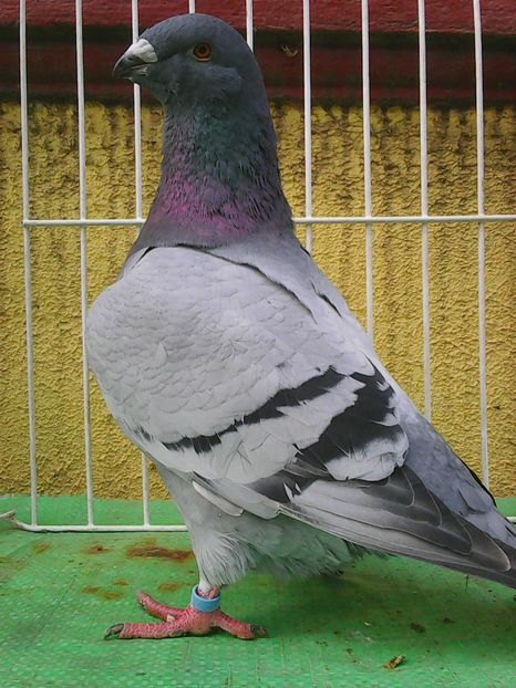 Photo1564 - Standard albastru