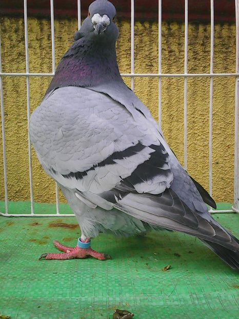 Photo1565 - Standard albastru