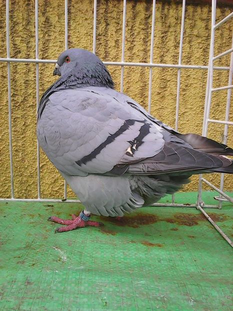 Photo1566 - Standard albastru