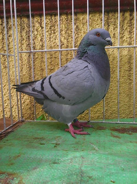 Photo1568 - Standard albastru