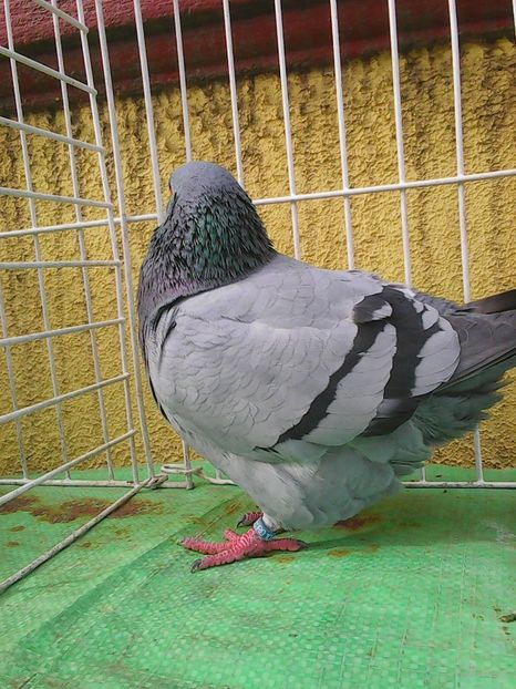 Photo1580 - Standard albastru