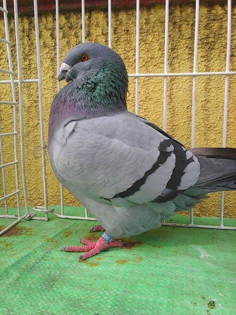 Photo1581 - Standard albastru