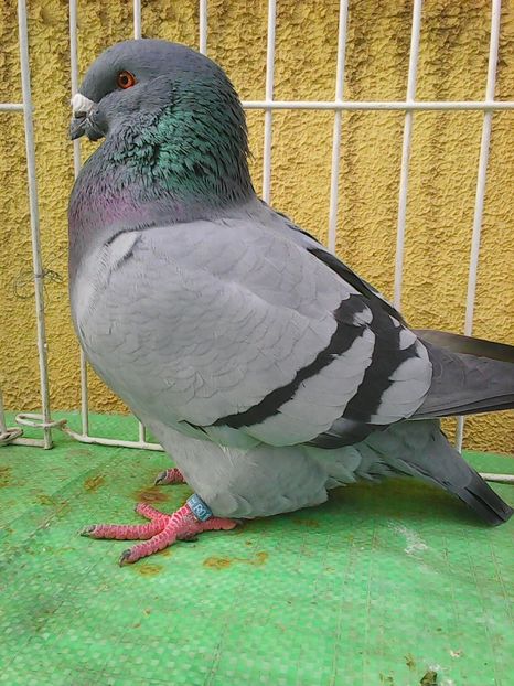 Photo1582 - Standard albastru