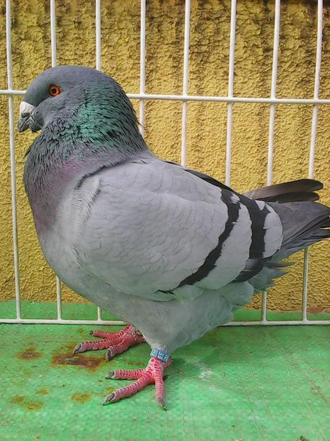 Photo1583 - Standard albastru