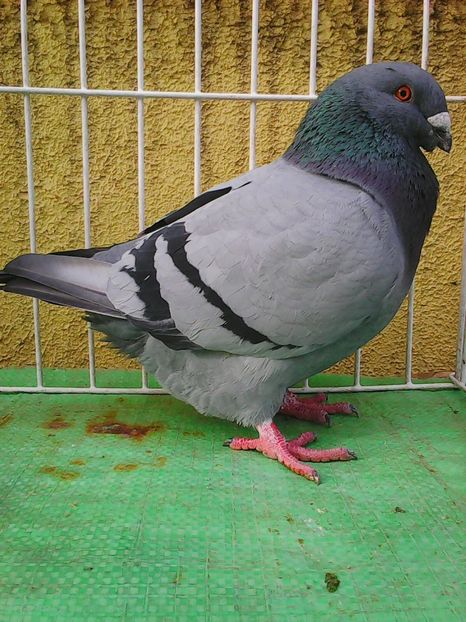 Photo1584 - Standard albastru