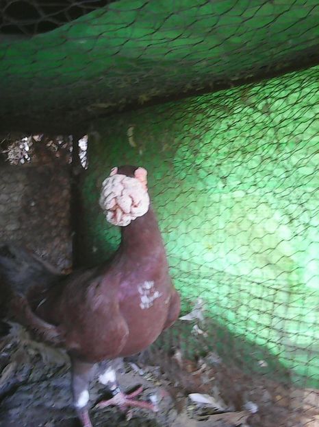 Photo1589 - Noi achizitii