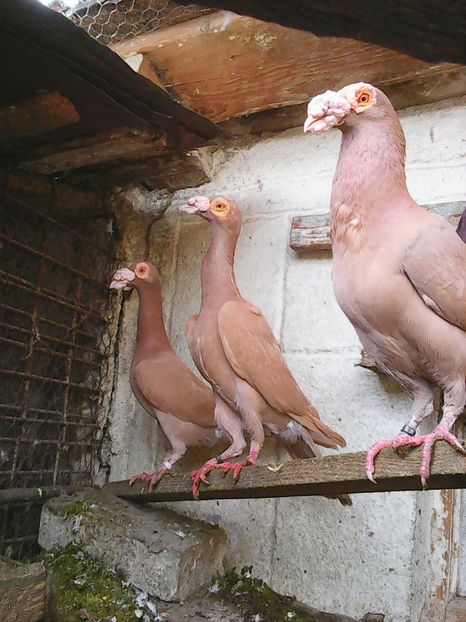 Photo1595 - Noi achizitii