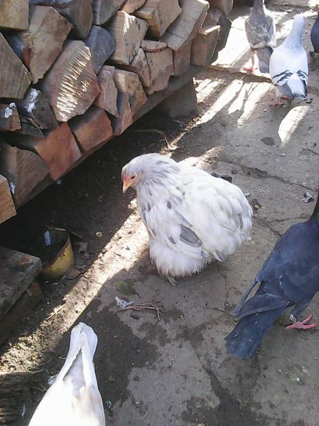 Photo1612 - Instantanee