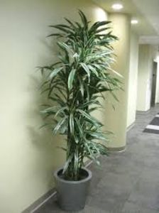 Dracaena Deremensis - TIPURI DE PLANTE CARE PURIFICA AERUL DIN CASA