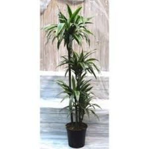 Dracaena Deremensis - TIPURI DE PLANTE CARE PURIFICA AERUL DIN CASA