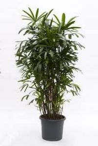 Rhapis Excelsa - TIPURI DE PLANTE CARE PURIFICA AERUL DIN CASA