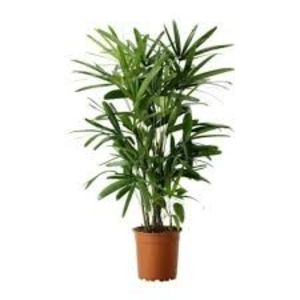 Rhapis Excelsa - TIPURI DE PLANTE CARE PURIFICA AERUL DIN CASA